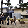 一群年輕人在開館於1895年的奈良國立博物館前被貪吃的鹿給糾纏(他們好像也是台灣來的)