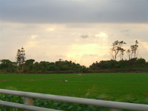 綠油油的田地與曙光