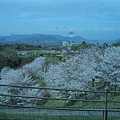 準備離開機場前進高松市區。機場外的公園一大片滿開櫻花迎客，讓我們一下機就好興奮