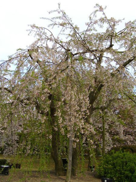 栗林公園內一株枝垂櫻