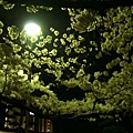 高燈籠旁有一株滿開的櫻花