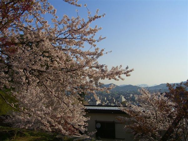 櫻花真的很美，天氣也很好