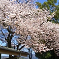 不出5分鐘即抵長者ヶ平車站，車站旁即有盛開的櫻花