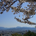 這邊可以鳥瞰整個松山市景，櫻花也很美(右下方為高島屋百貨頂樓的摩天輪)