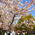 在陽光的照耀下，櫻花之美顯得更加動人