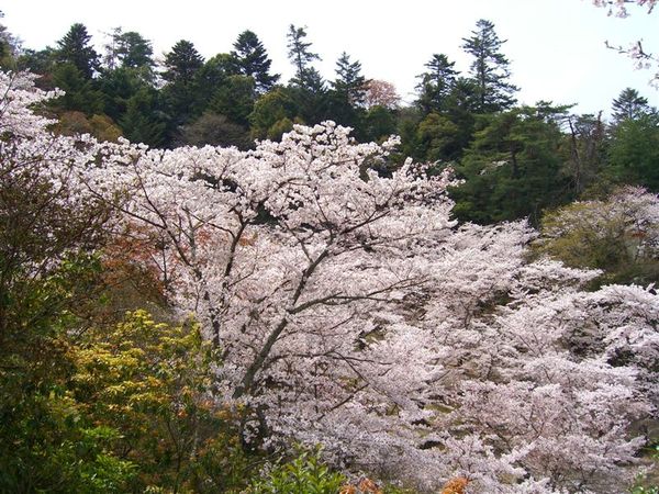 沿石階而上，滿山櫻花盛開動人