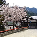 橫跨紅葉谷川的筋違橋與櫻花。紅葉谷川上游的紅葉谷公園，顧名思義是處賞楓聖地