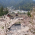 從千疊閣俯看嚴島神社與璀璨群櫻，可以把嚴島神社以檜木樹皮打造的屋頂看得清清楚楚