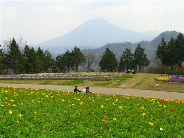 花之丘可以遠望雄偉的大山，這是鳥取花迴廊內最吸引我的地方