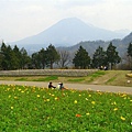 花之丘可以遠望雄偉的大山，這是鳥取花迴廊內最吸引我的地方