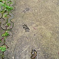 一旁的水泥步道上有動物的腳印(很像熊說)