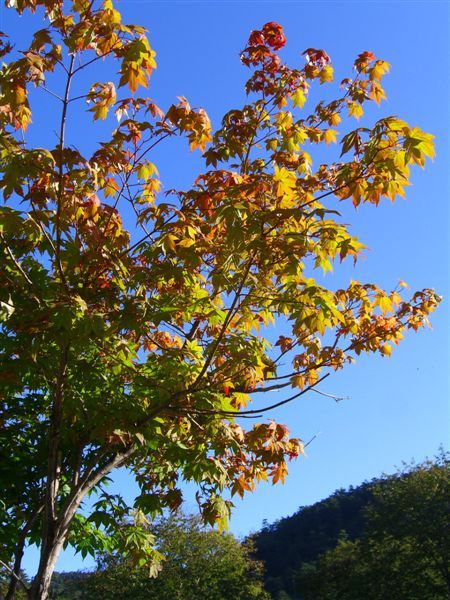 路旁一棵已轉黃的楓樹，讓人不禁想像滿山楓紅的美景