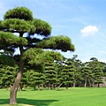 皇居外苑植滿優美的蒼松，非常賞心悅目。由於外苑自1949年成為開放的公園，所以有不少民眾會在此運動散步