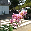 跨越靖國通來到神社南邊的北之丸公園附近，路邊有株盛開的花朵