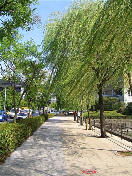 公園旁的人行道上植滿一排迎風搖曳的柳樹，多麼優美的景致