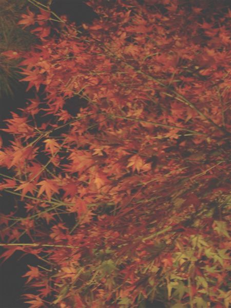 高台寺火紅的楓葉。京都許多寺廟都不准用腳架，所以有點難拍出清楚的照片