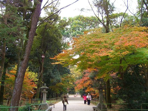 下鴨神社的參道。下鴨神社南邊是著名的糺之森，廣達12萬4千平方公尺，充滿綠意