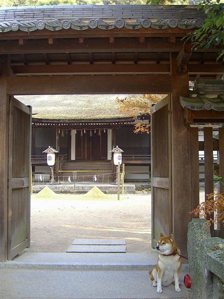 可愛又乖巧的柴犬，在日本看過很多狗，卻還沒聽狗叫過。從門口也可瞧見拜殿前的清め砂