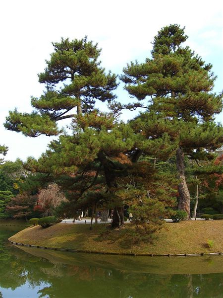 阿字池旁的松樹。不只楓紅、銀杏、竹林，我覺得日本的松樹也有另一種蒼勁之美