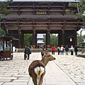 可愛的鹿與南大門。此門於962年被颱風吹倒後，於1199年重建。其高25.5公尺，建築結合了宋朝與天竺的風格