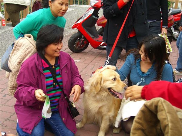 竹凡玩起路人牽的黃金獵犬，非常乖巧可愛