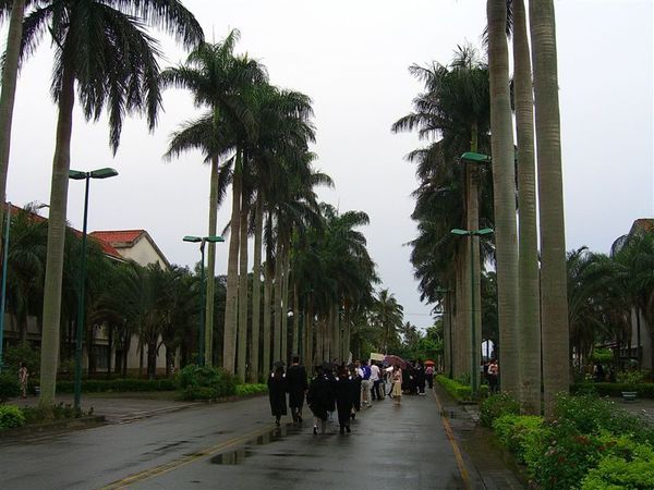 大漢技術學院的椰林大道，可見不少身著學士服的畢業生