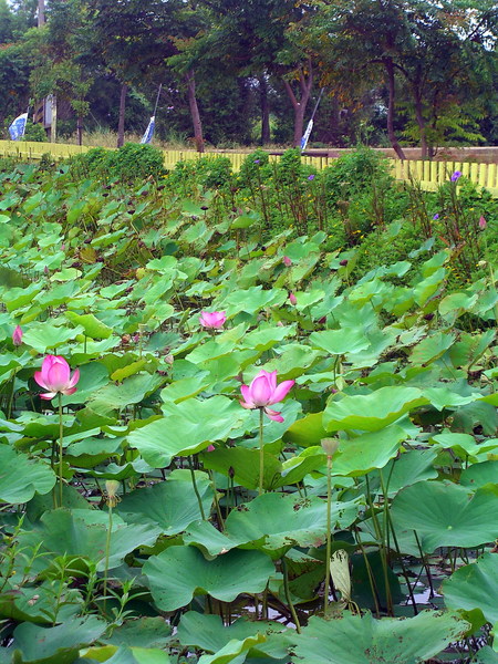 向陽農場的蓮花池並不廣，因為這裡主打的可是向日葵