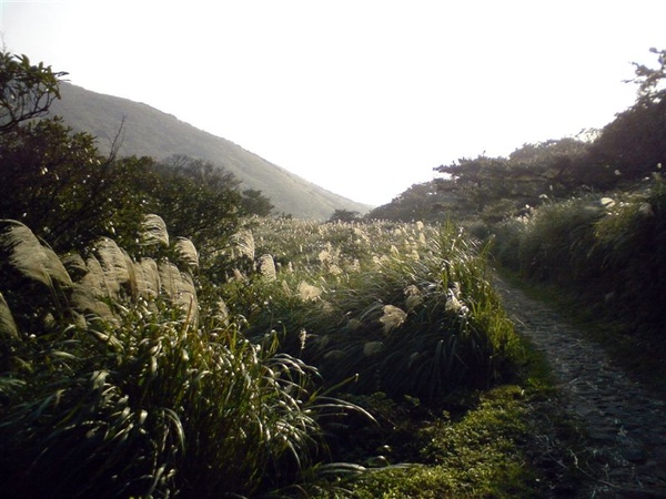 滿山的芒草被勁風吹拂，更為美景錦上添花