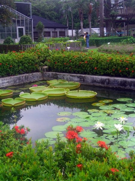 2008-11-10和永祥到台北閒晃，來到了綠意盎然的植物園