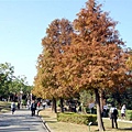 公園內轉紅的落羽松，為景致添上一層秋瑟之美