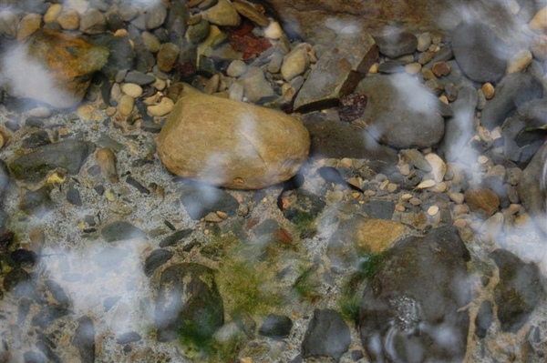 清澈見底的溪水中，可見魚兒蝌蚪悠游