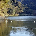 再度漫步過慈湖，拍下湖上的天鵝群