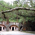 大武崙砲台的洞窟營舍，搭配奇曲古榕，頗有風情