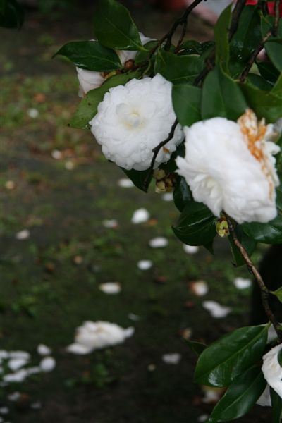 英國領事館旁有株盛開的白色山茶花，相當迷人