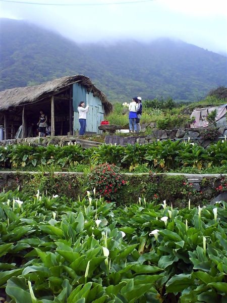 竹子湖海芋田一景(很喜歡這張的感覺)