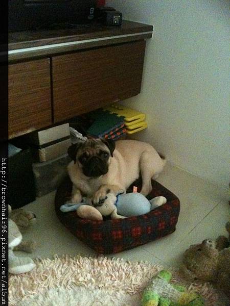 2012.06.25 meepees is too big for his bed