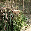 DSCF1006.JPG