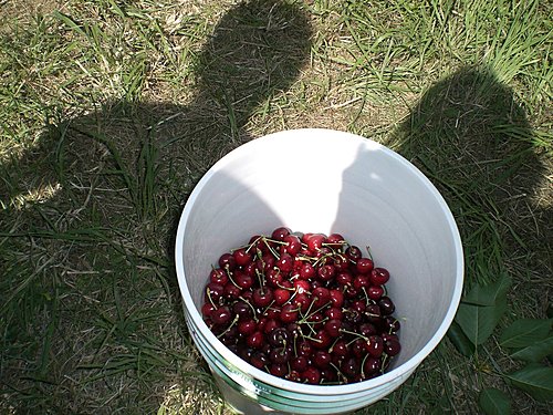 cherry picking 2009-1