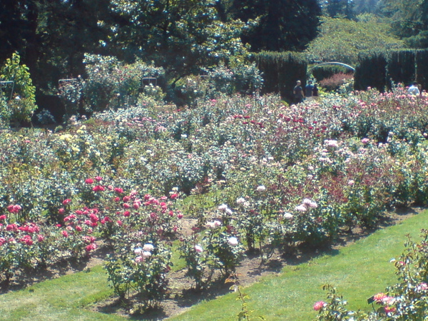 rose garden