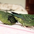 20110501-4.jpg