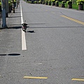 池上鄉大波池自行車道18.jpg