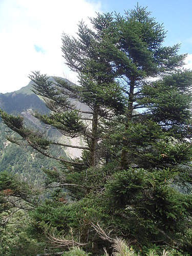 埔里---武嶺沿途的風景5.jpg