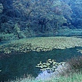 池中植物