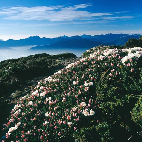 雪山頂的杜鵑