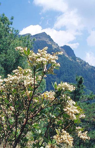 望見桃山