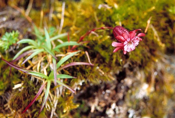 玉山蠅子草1