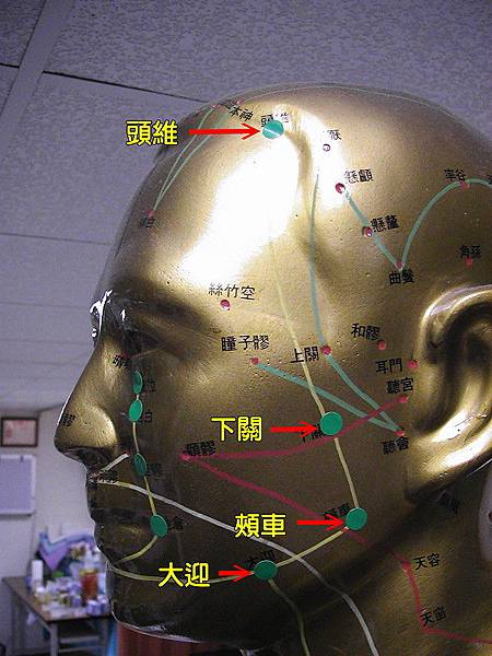 足陽明胃經穴位2