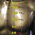 足陽明胃經穴位4