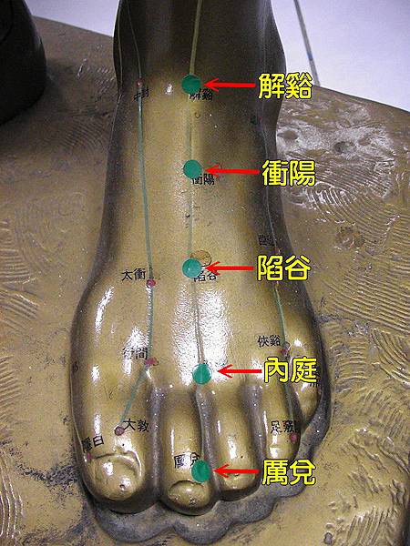 足陽明胃經穴位8