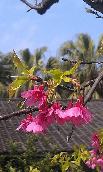 台灣野櫻花